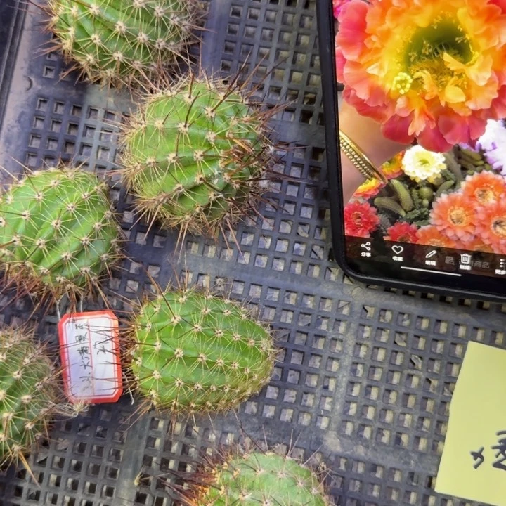 17毛花柱大满贯歪4公分左右无根侧牙，20包邮