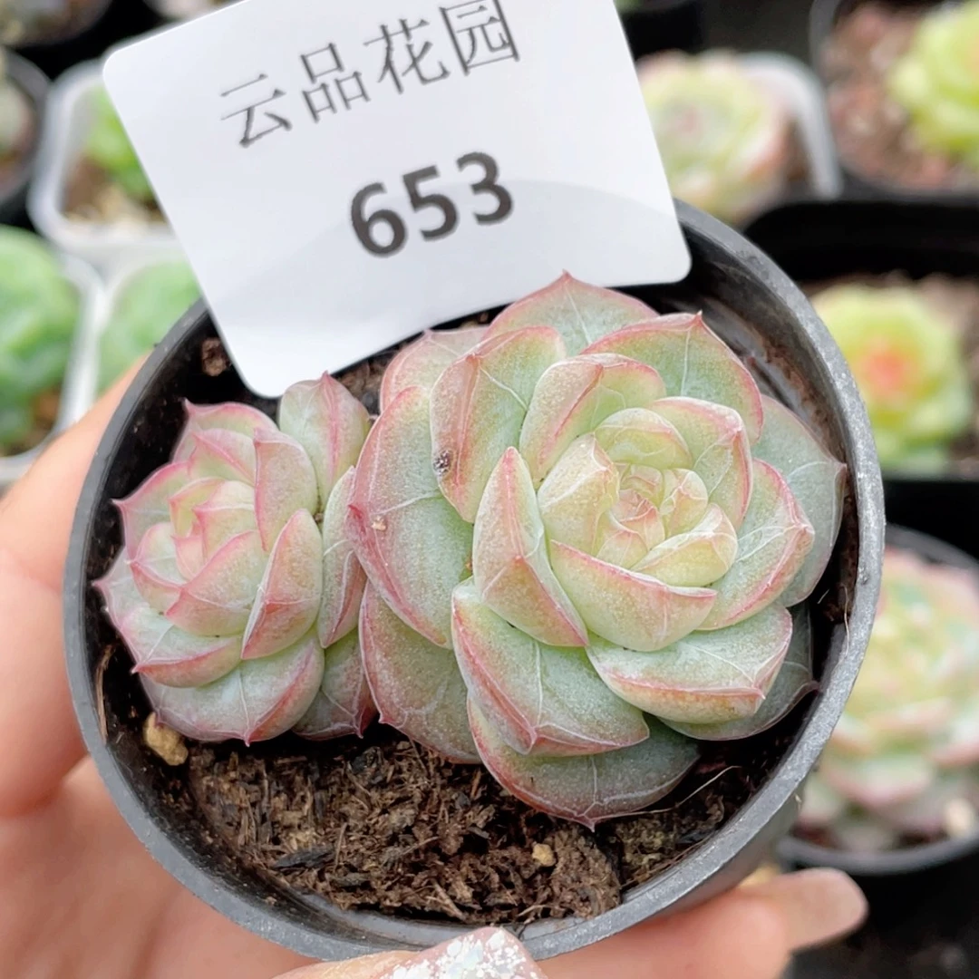 653号糖心冰心珍妮 摩羯