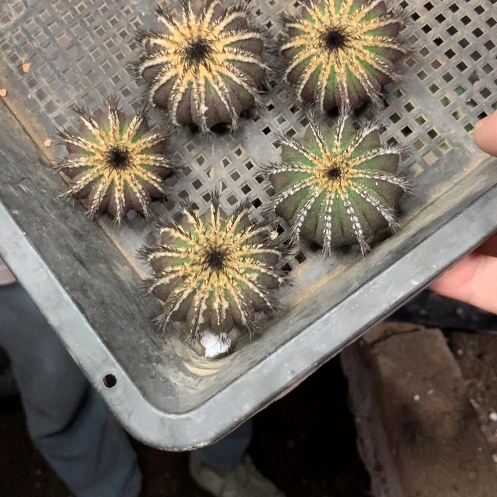 紫皮优博球没有根