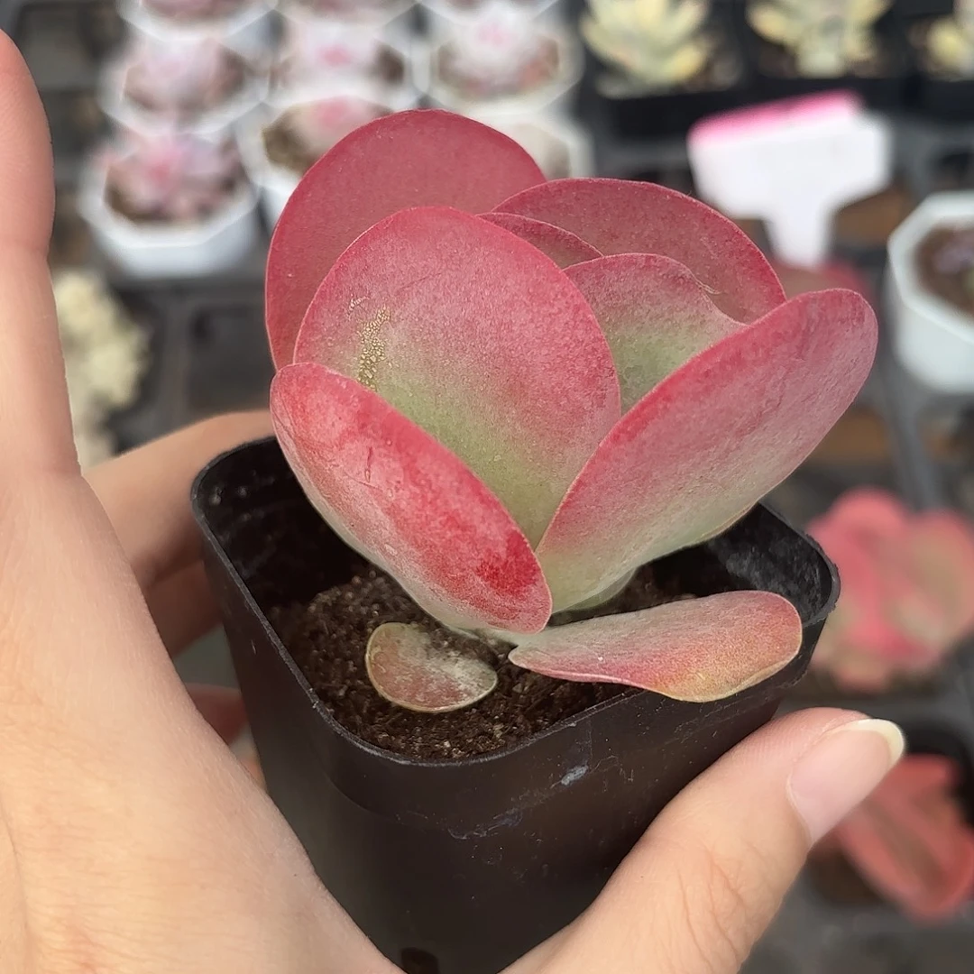 精品唐印多肉植物