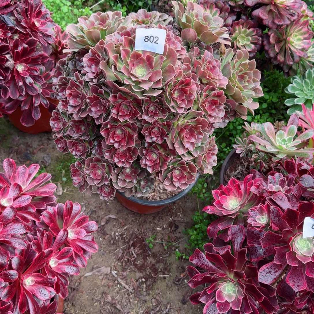 中班法师多肉802