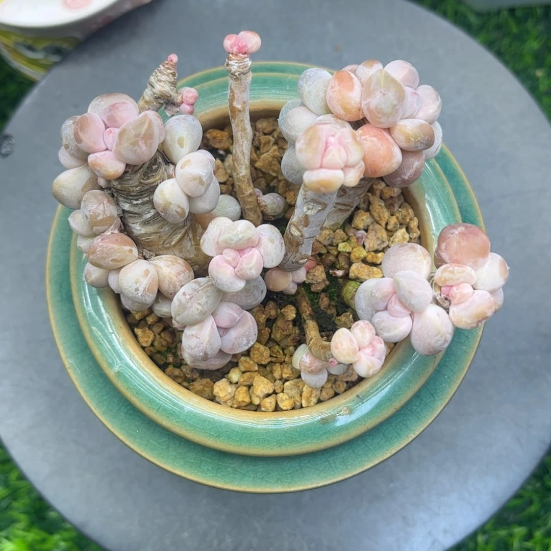 福*妮香玉老桩一物 一拍……