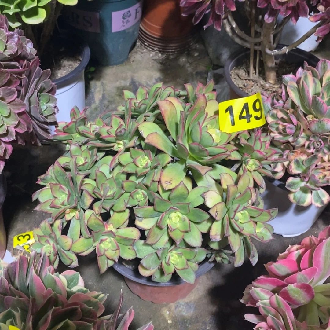 艳日辉多肉法师149