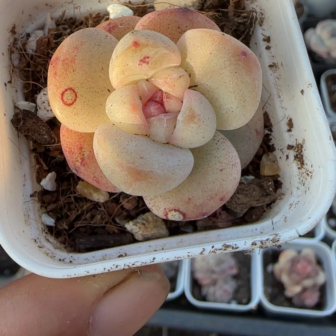 多肉小卡拉米糖心一物一拍