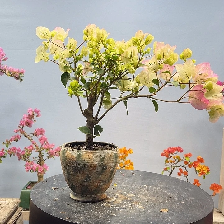 完全开放三角梅一物一拍