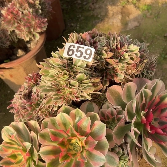 迎***开多肉植物一个女郎659