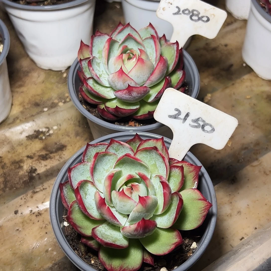 用***2惊鸿仙子2150.2080号