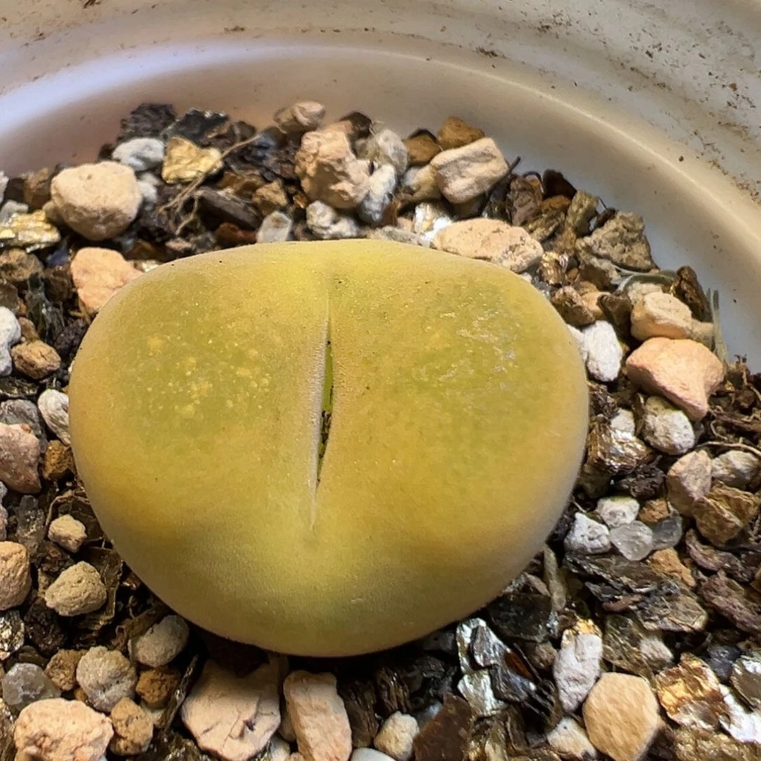 40多肉植物百科知识