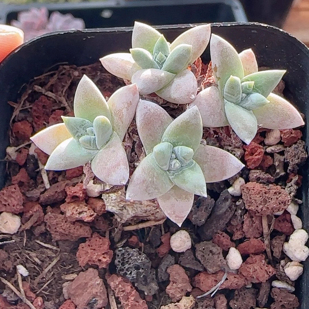 多肉0917--38白菊小老桩