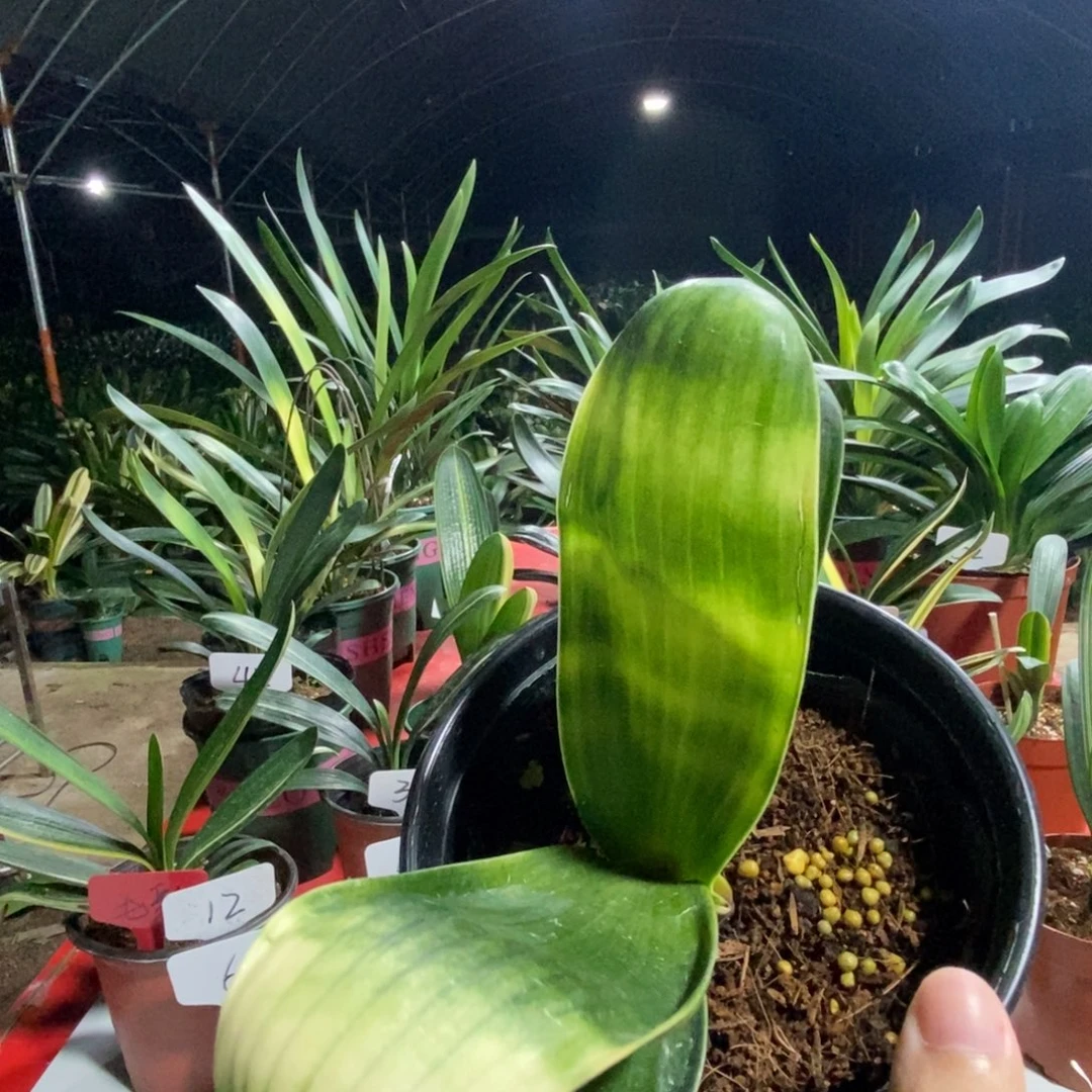 当前无花栽培后可以开花