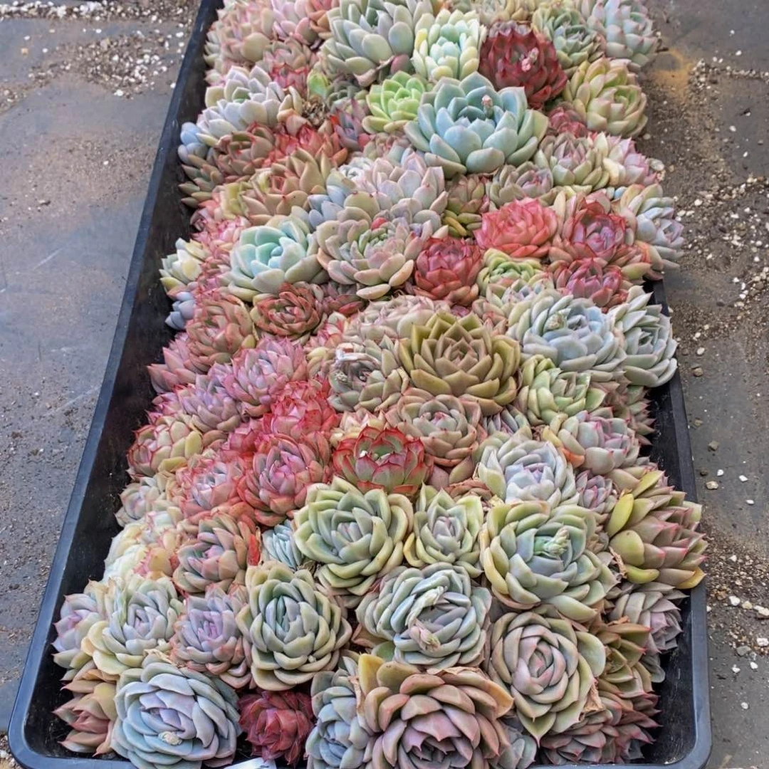 雁***灬311担任着我工作人员