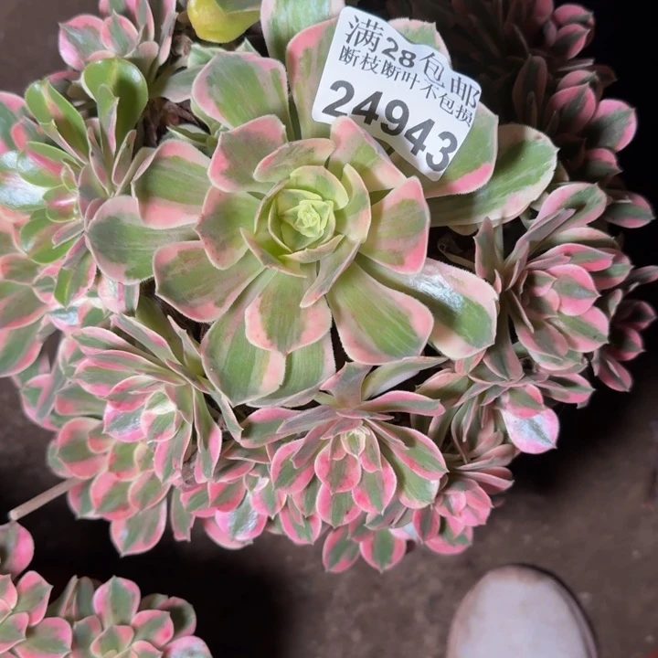 24943女妖多肉植物
