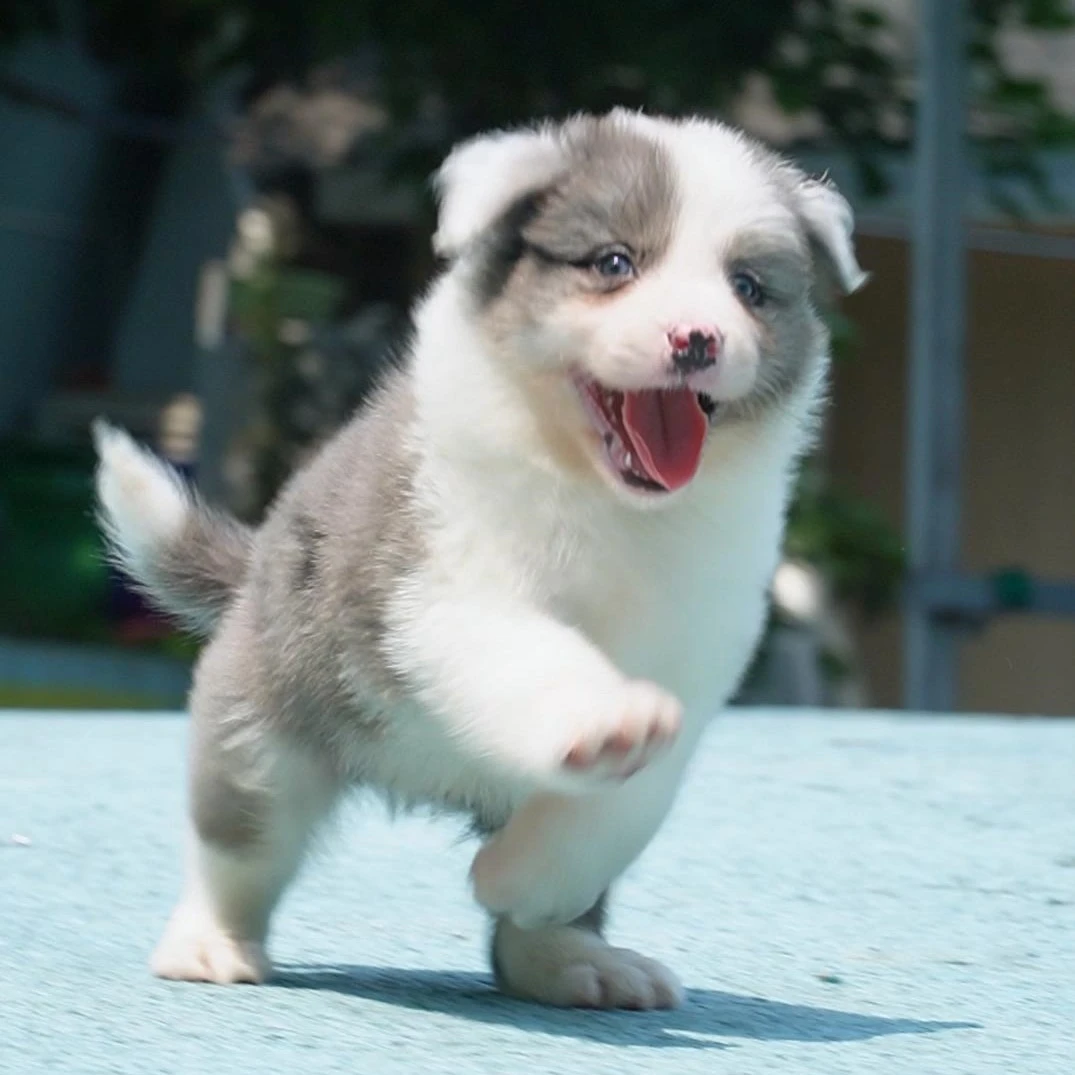 0609拍摄18号陨石边牧狗狗幼犬弟弟①6.12