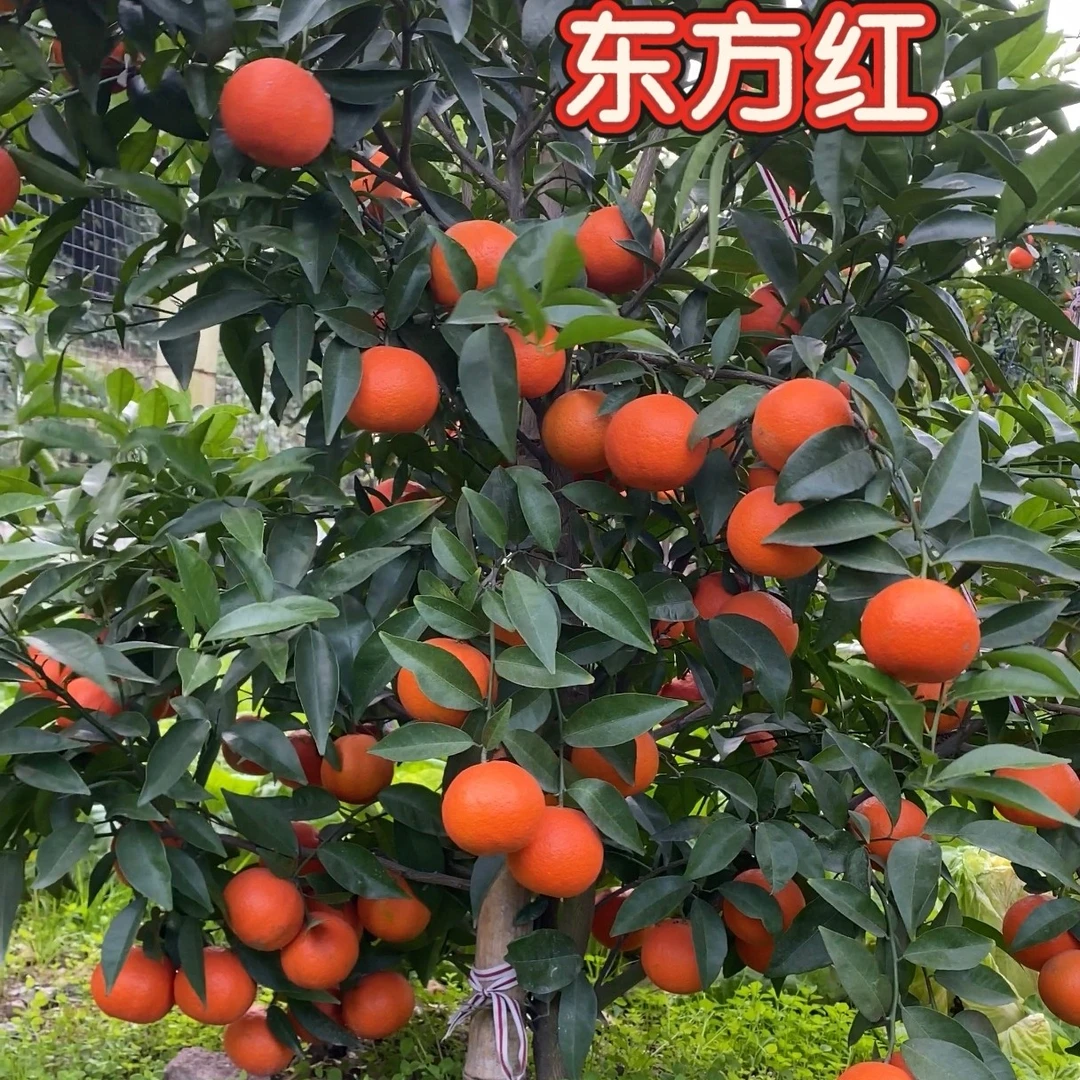 美国糖桔东方红地栽盆栽绿植庭院花园