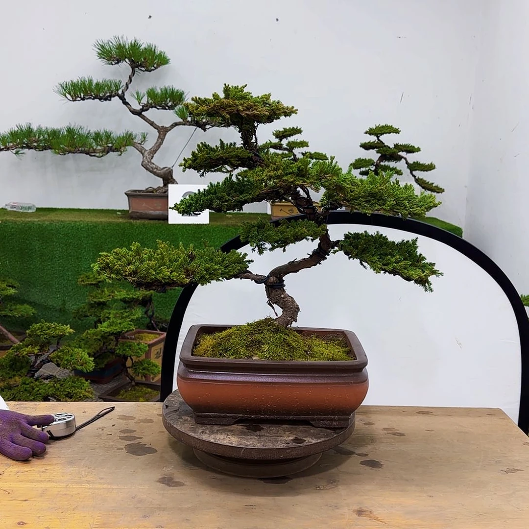 龙*湖盆景盆景盆景盆景