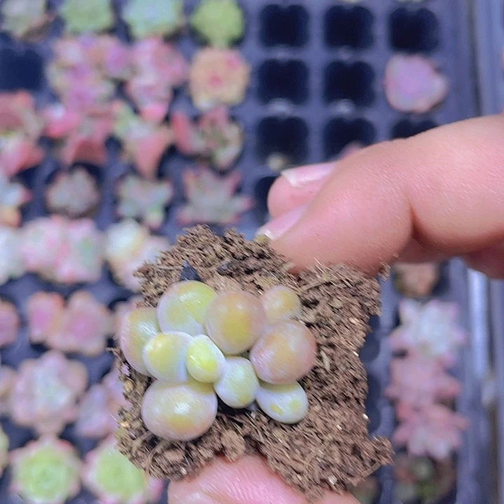 芒果奶【满10颗包邮】