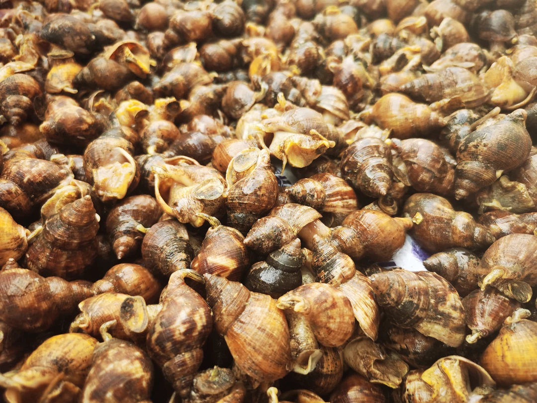 大连野生新鲜香螺