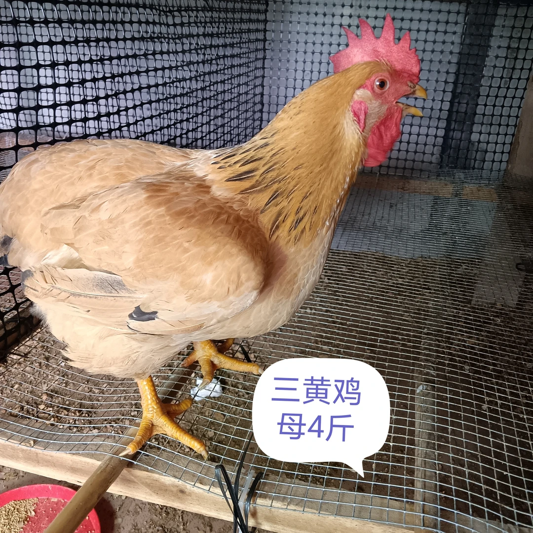 宠物小鸡，芦丁鸡，三黄鸡，公母都有