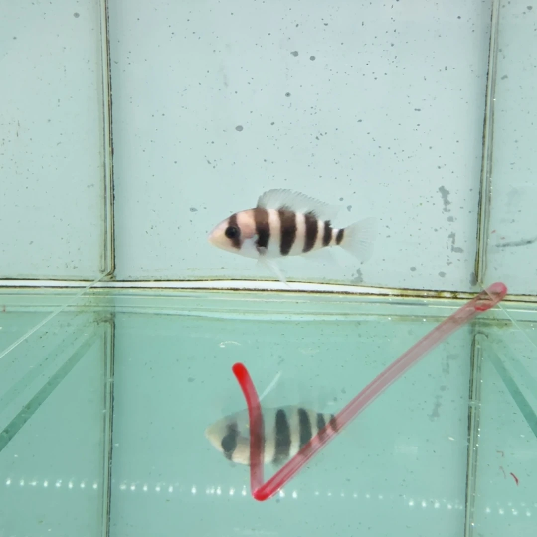 鬼***叔海水8～9公分大骷髅母鱼。