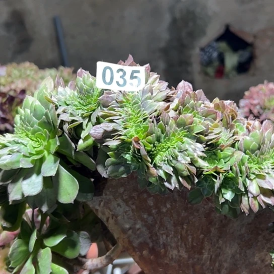 悠***悠多肉植物一个万追035