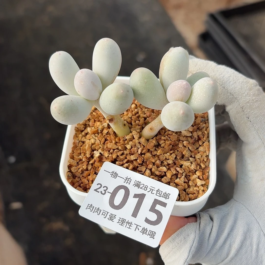 米可奶无盆土发货无