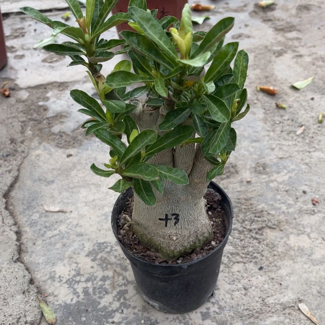 构**间沙漠玫瑰青花瓷