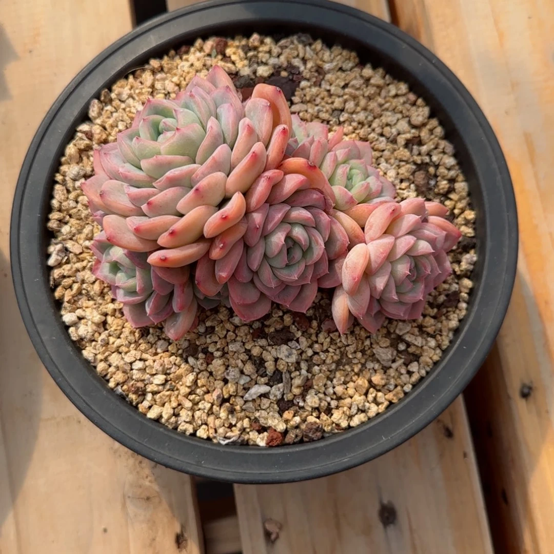 @***呀精品冰橙一物一拍