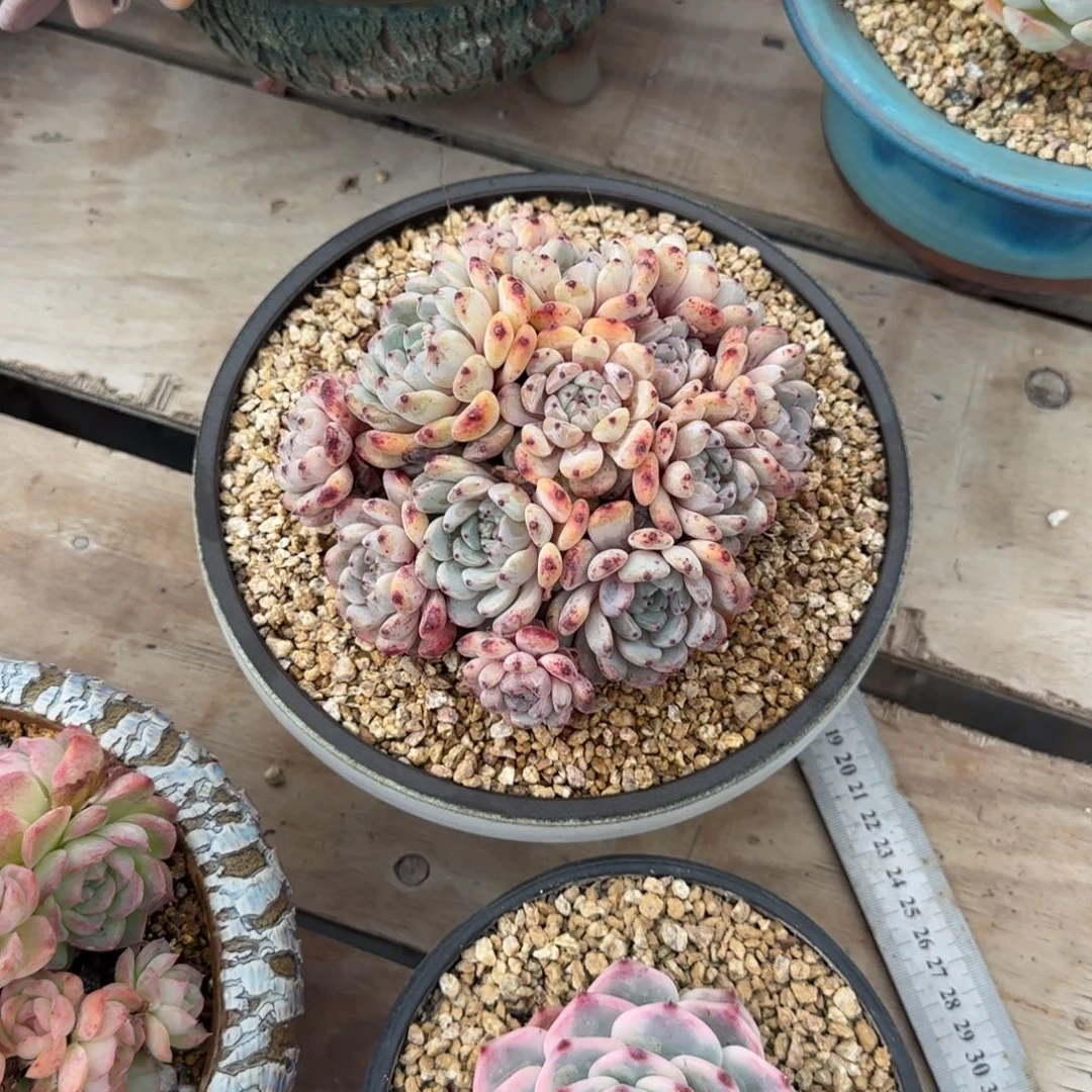 恭喜发财 恭喜发财