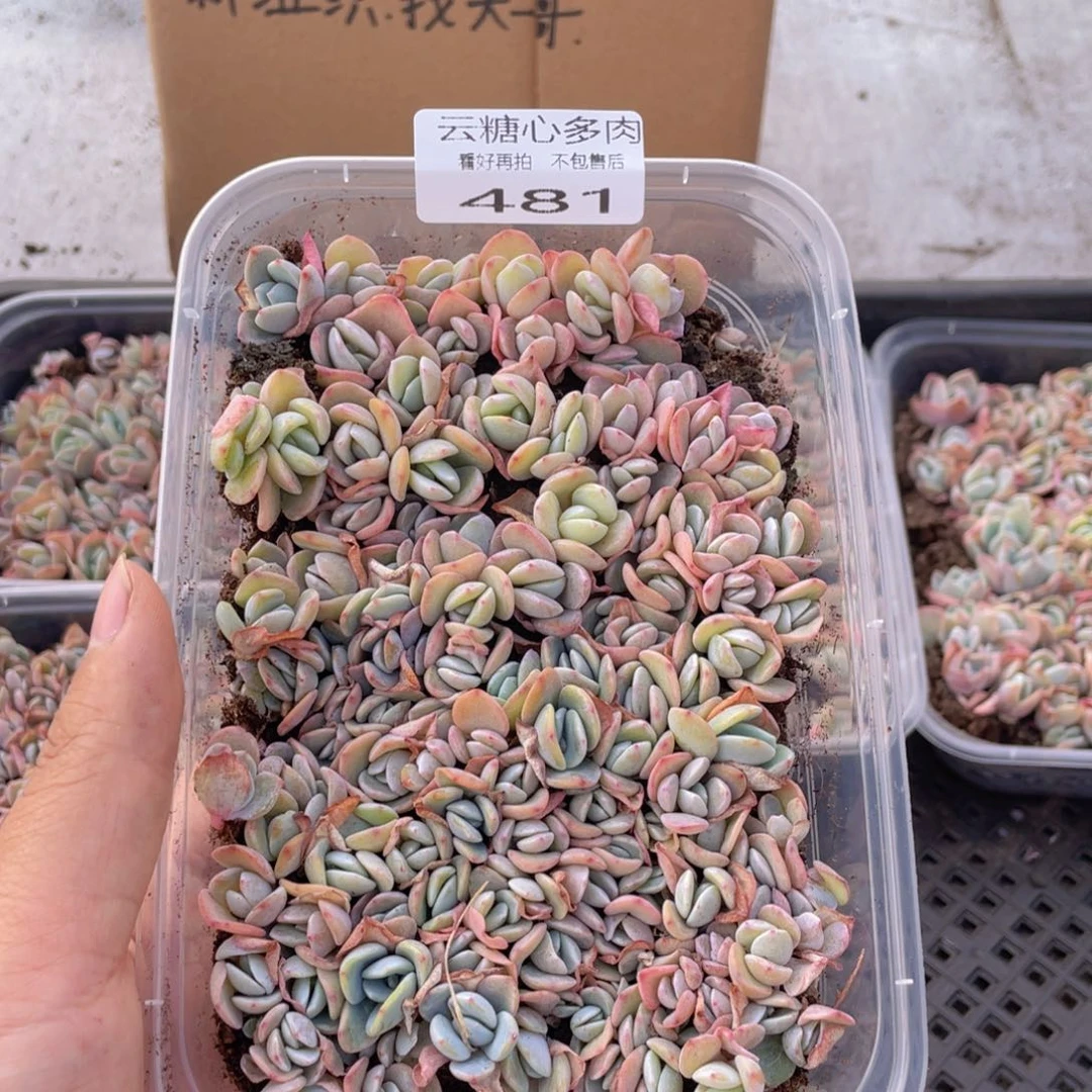 云糖心多肉植物481