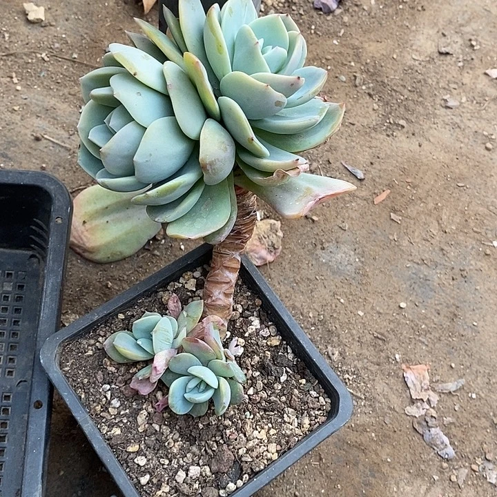 白凤血凤一物一拍