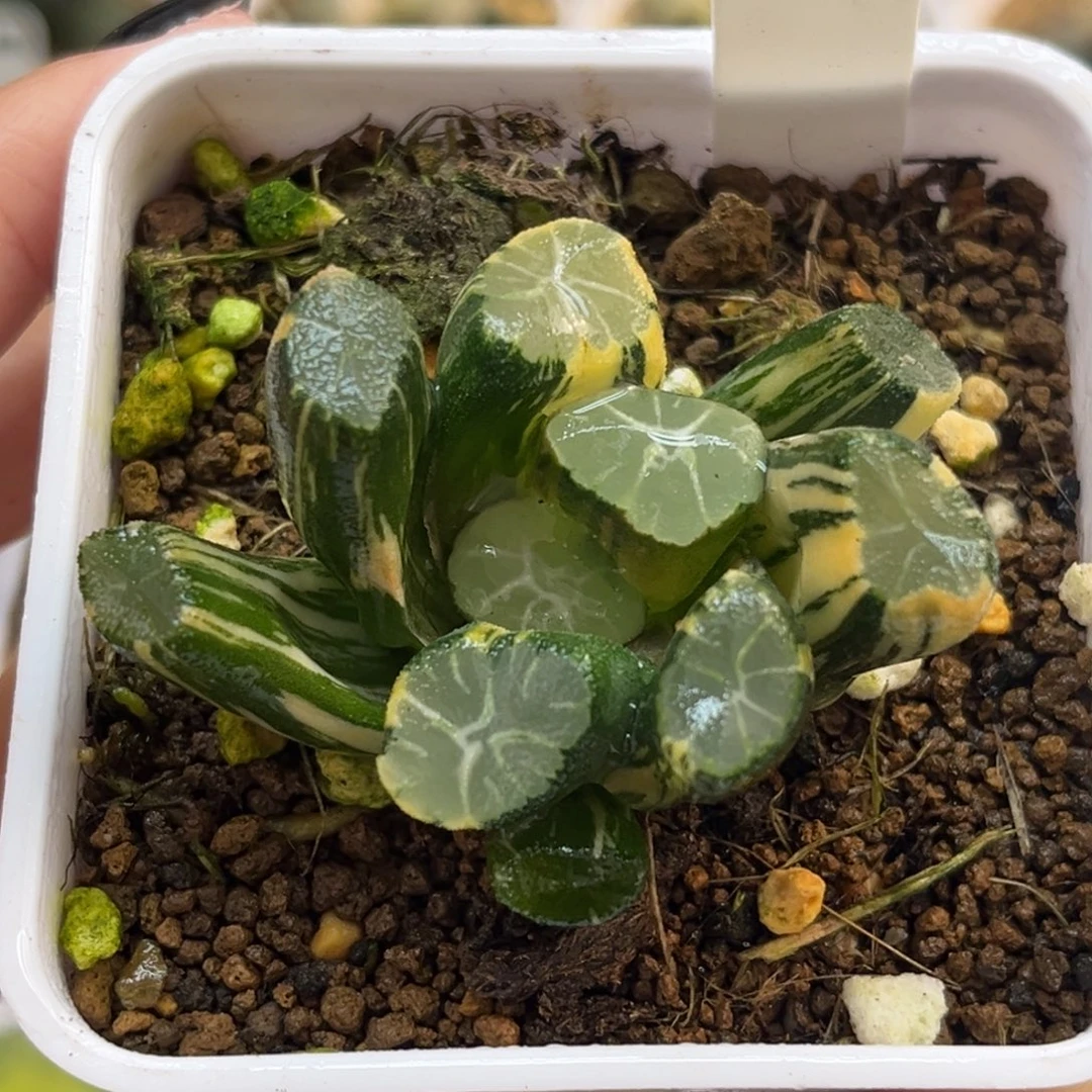 52雪葵万象锦福利专场