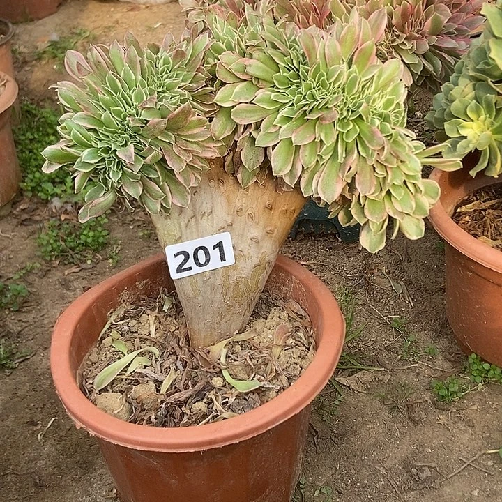 201白凤老庄缀化特价