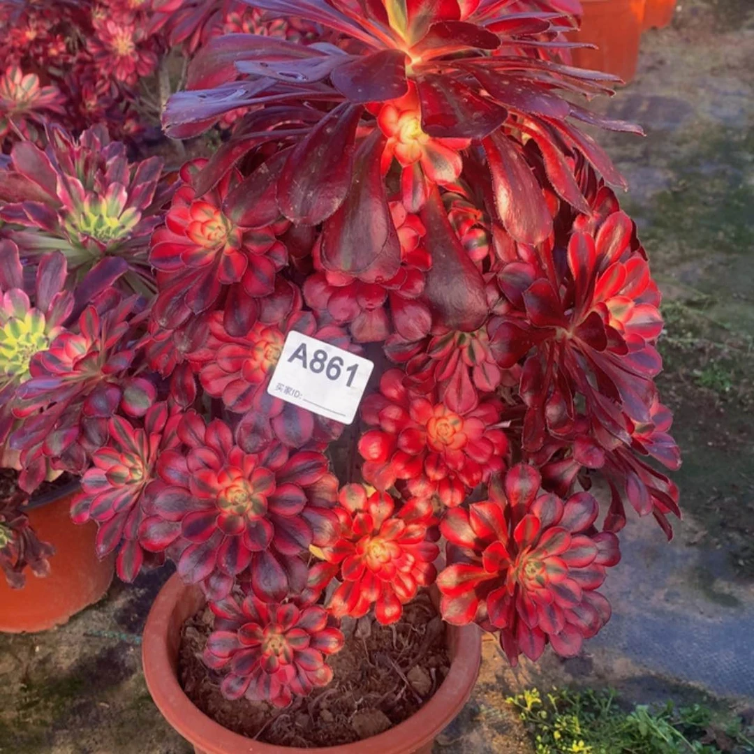 【闪购商品】861香奈儿