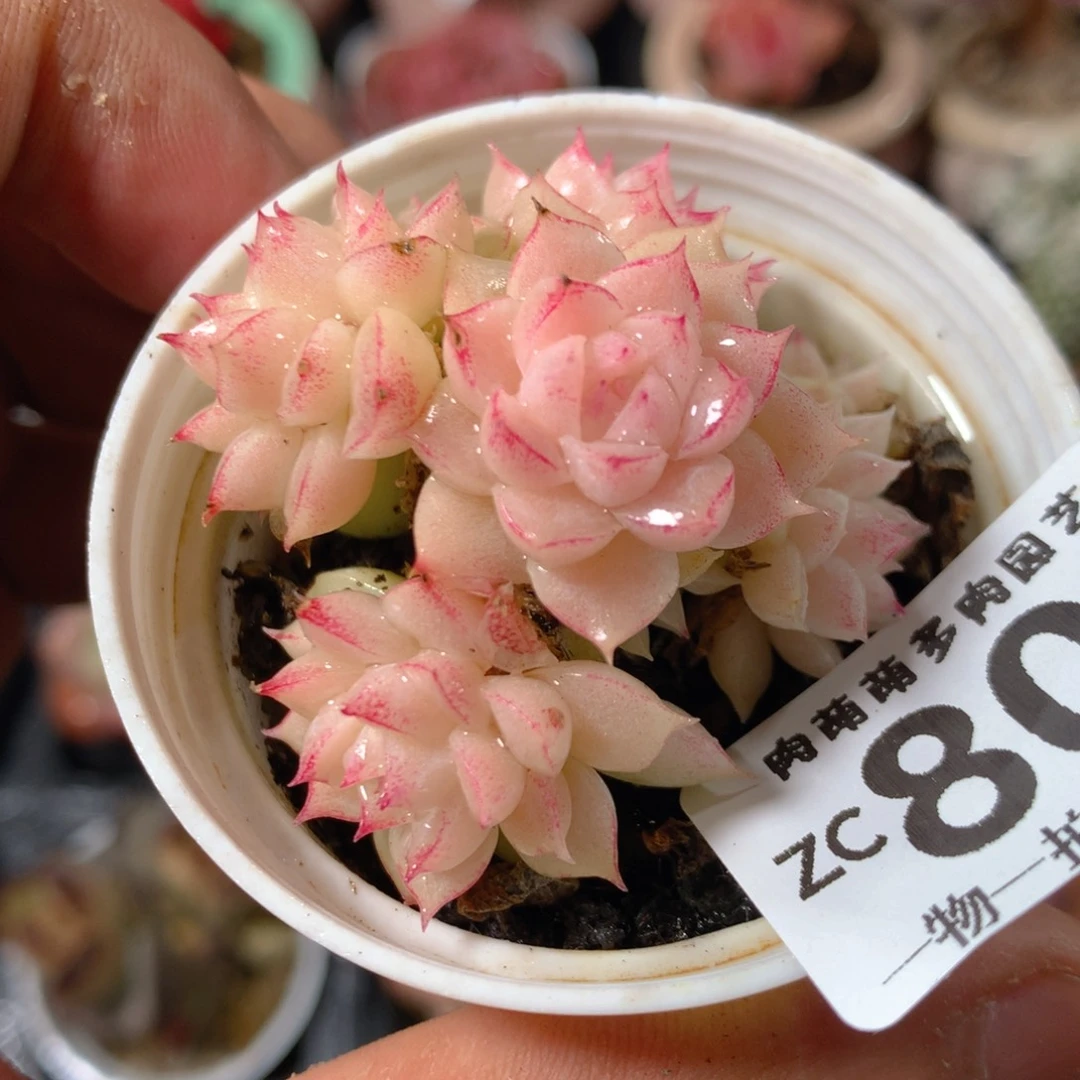 5CM拇指盆精控多肉ZC802