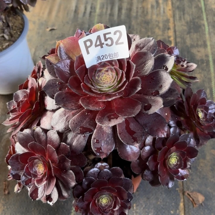瑞妈多肉植物。452.