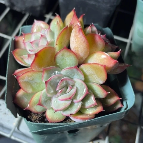 猎户座多肉一物一拍