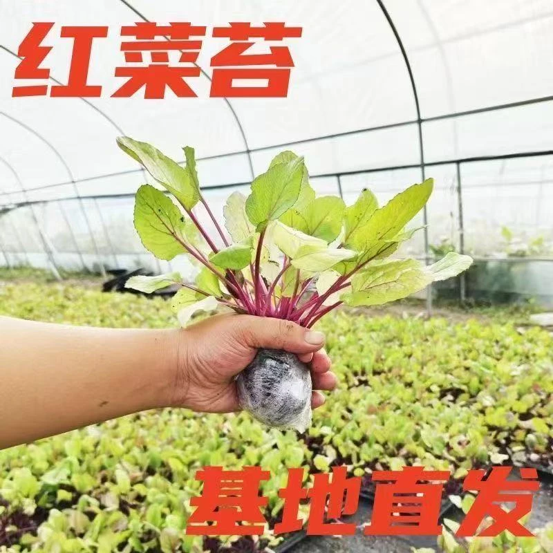 耐寒红菜苔苗秧苗老品种青菜苔苗湖北洪山红油菜苔苗种子秋冬菜苗