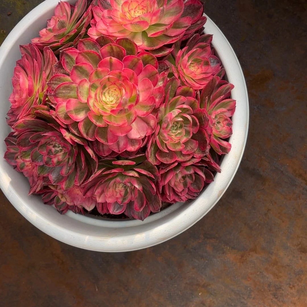 云南多肉植物海神