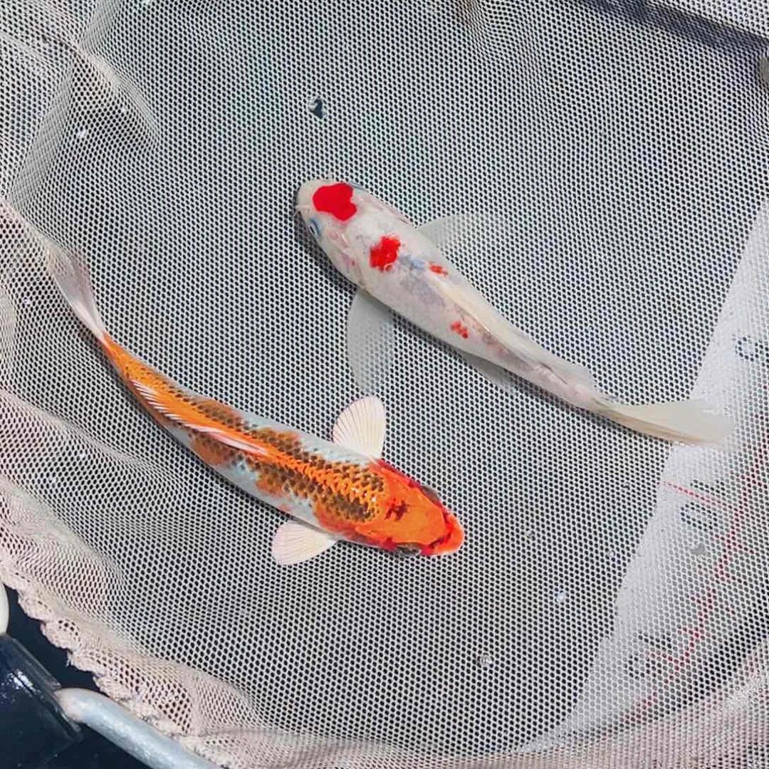 锦鲤锦鲤观赏鱼111