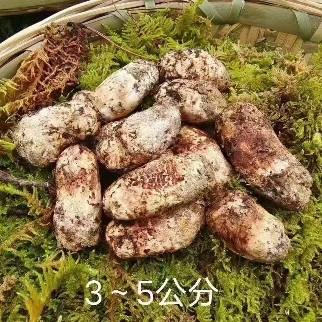 香格里拉新鲜松茸冷链空运包邮家庭适用装（适合刺身 煲汤 油煎）