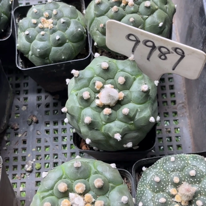 无花朵花***香9989好养皮实