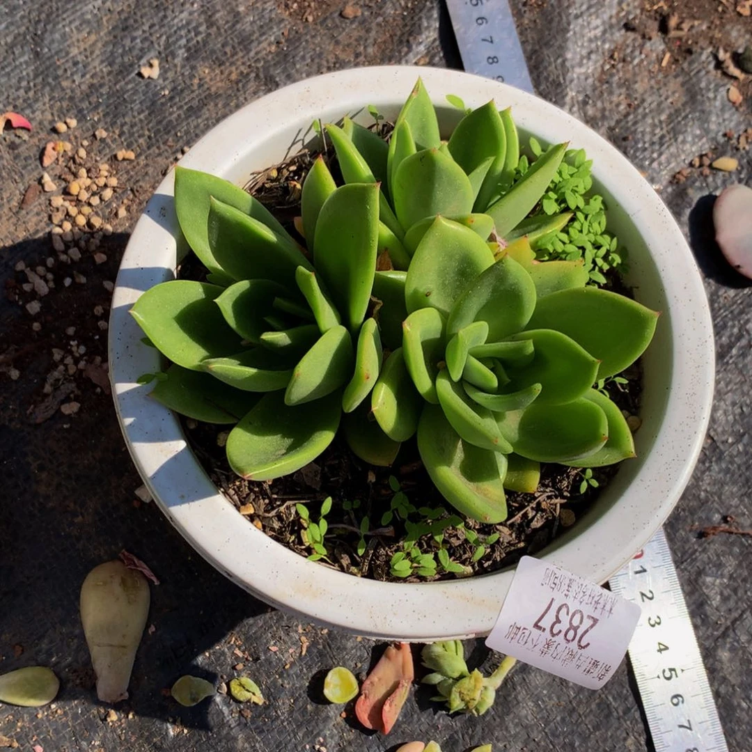 ?**?   翠花2837