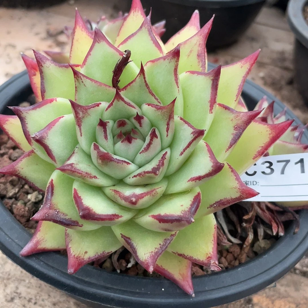 若如东云单拍C371