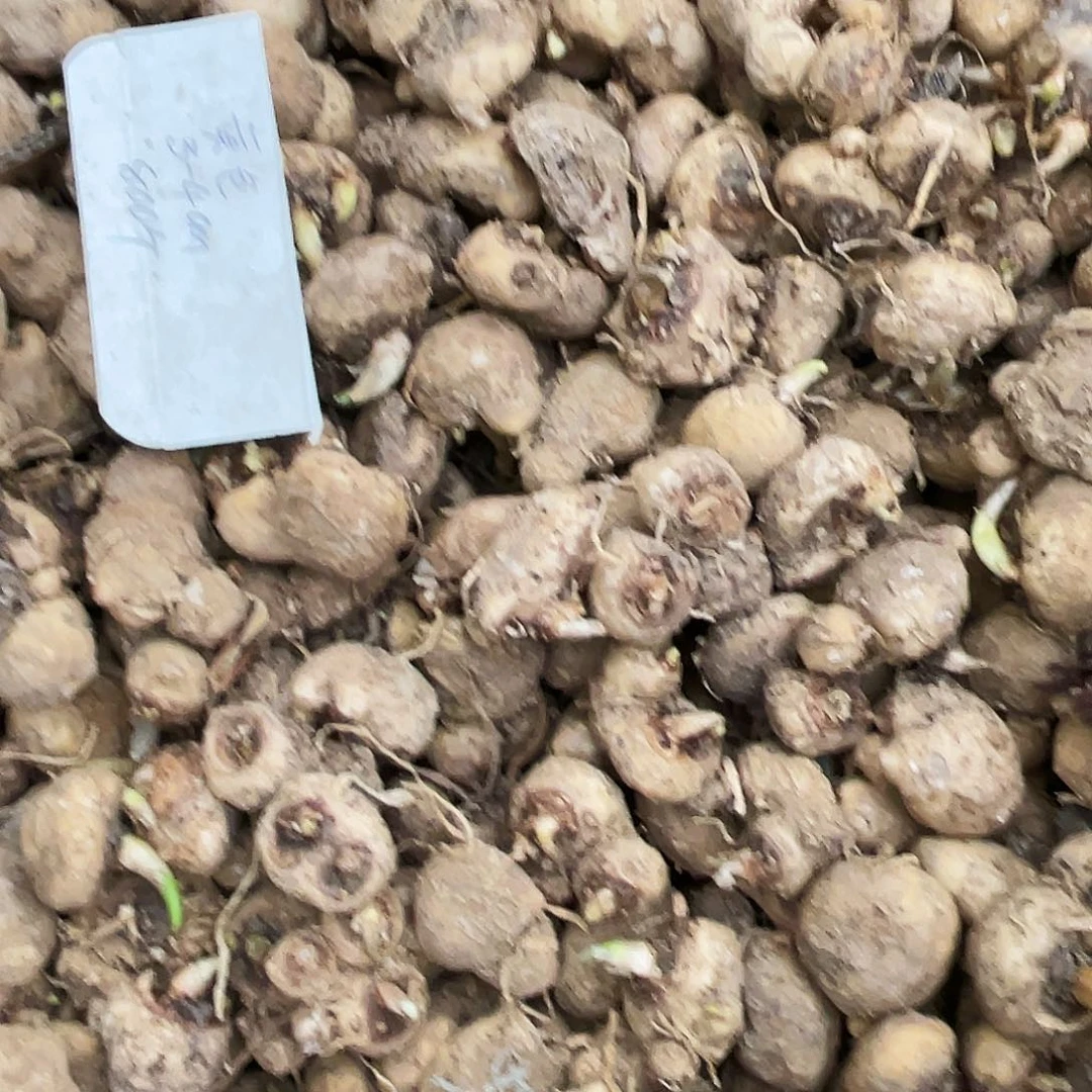 马蹄莲三个一组直播间