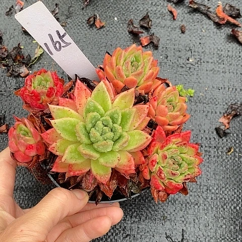 165多肉植物老桩