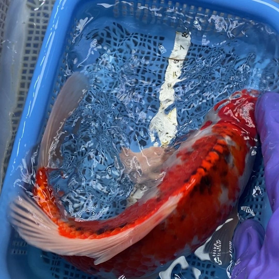 锦鲤冷水锦鲤包邮