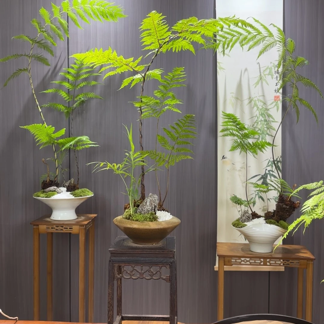 无花朵时****情蕨蕨蕨蕨蕨蕨蕨蕨蕨