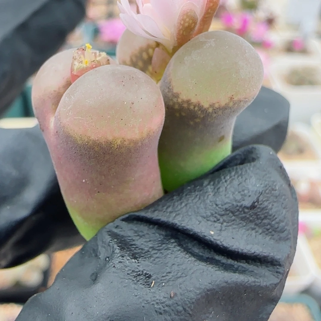 多肉植物好风铃65号