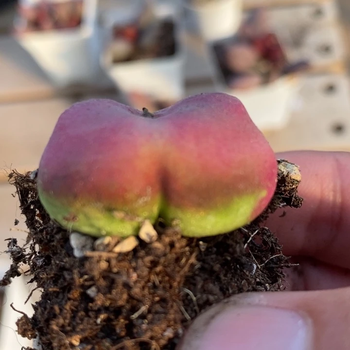 1876一颗一颗一颗