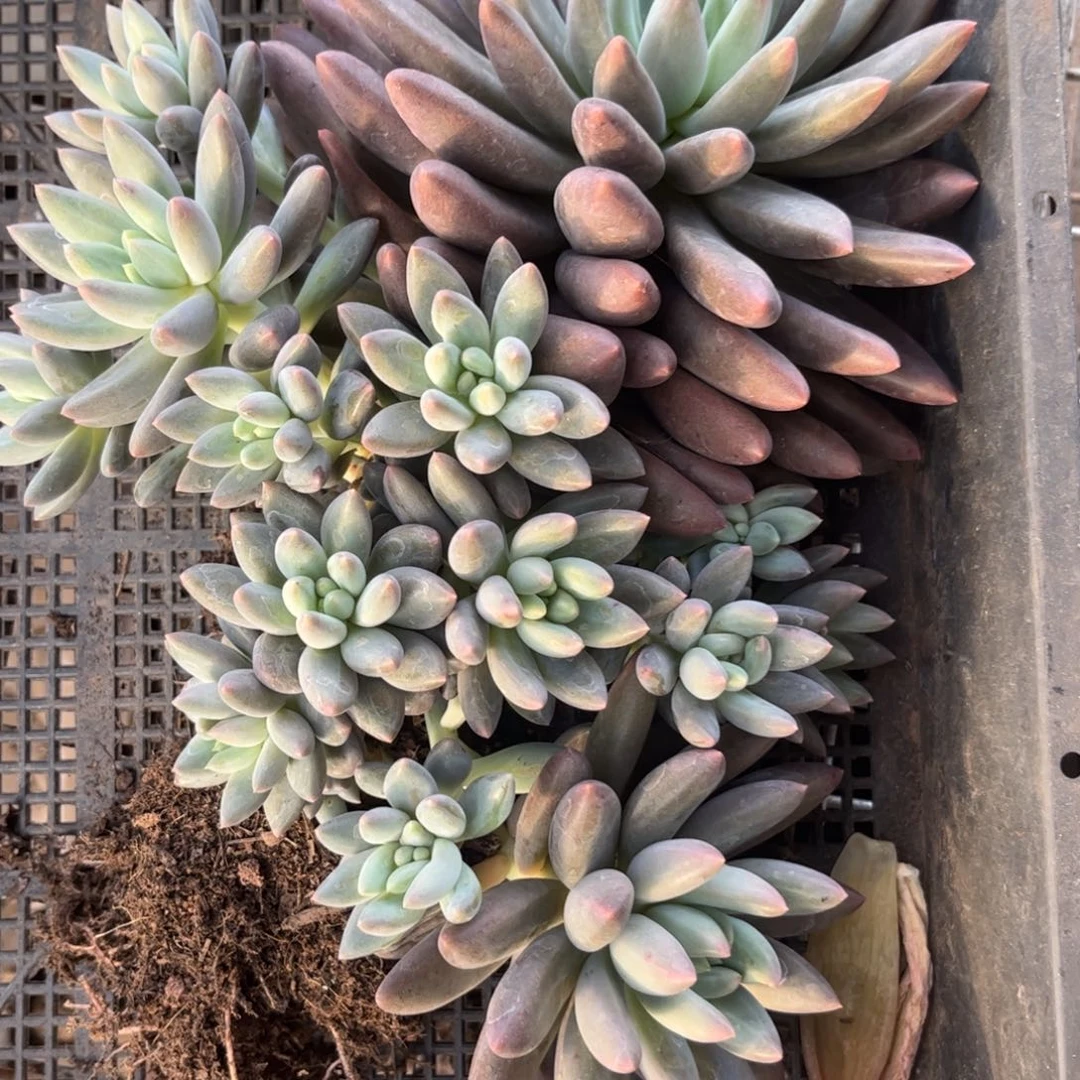 新疆西藏内蒙不包邮，红蜻蜓